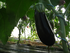 jardin maraicher aubergine
